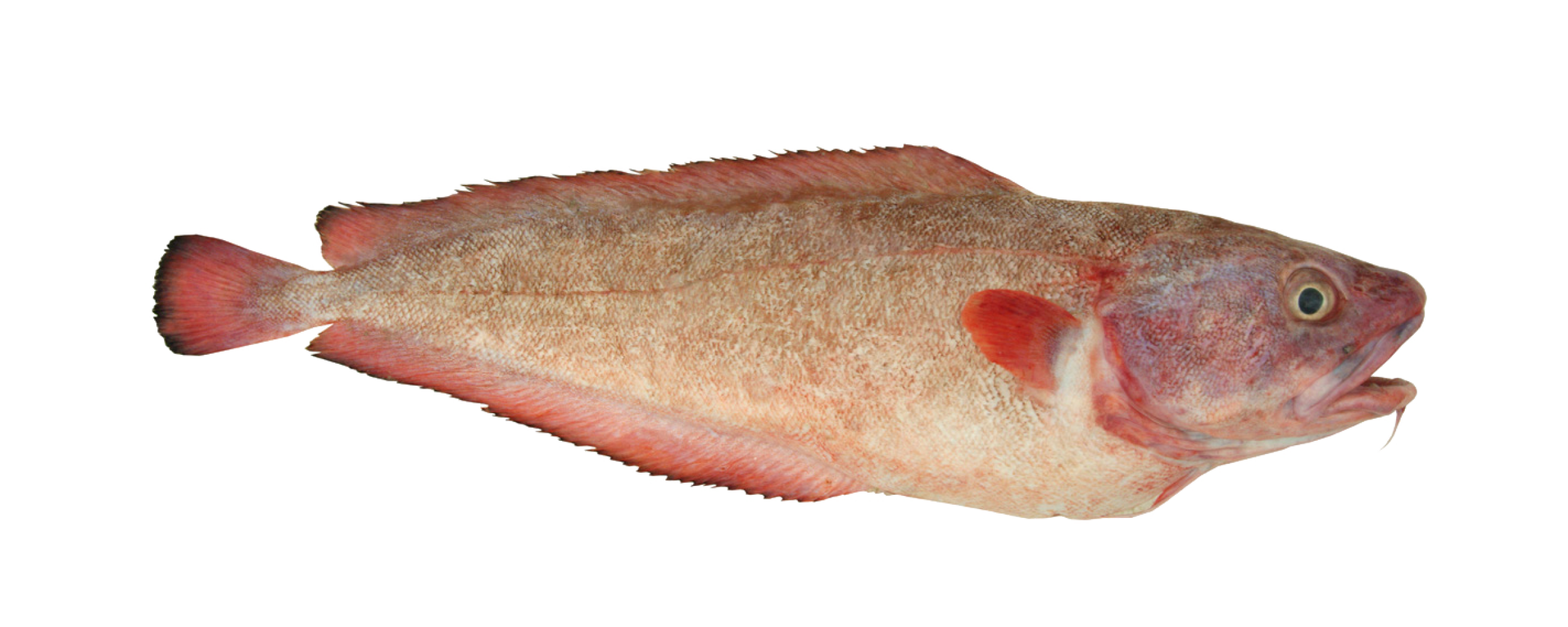 Red Cod from FIFCA